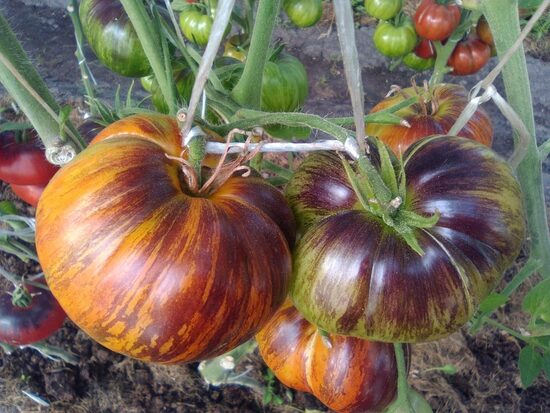 Мечта Алисы